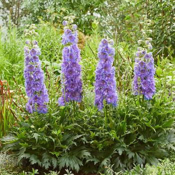 Delphinium 'Shelby' 