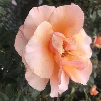 Rosa 'Brandy' AROcad