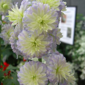 Delphinium elatum Highlander® 'Moon Light'