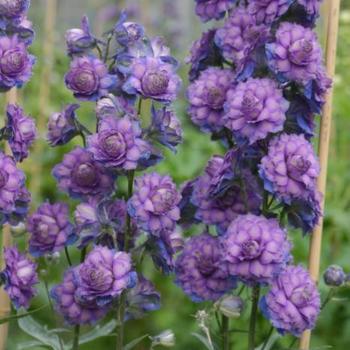 Delphinium elatum Highlander® 'Sweet Sensation'