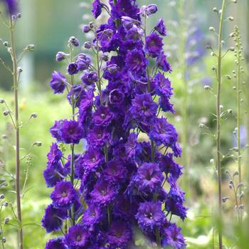 Delphinium elatum 'Pagan Purples' 