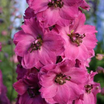 Delphinium elatum 'Pink Punch' 