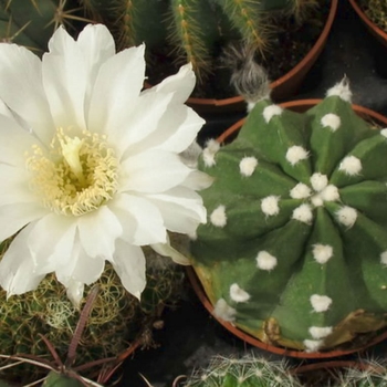 Echinopsis subdenudata