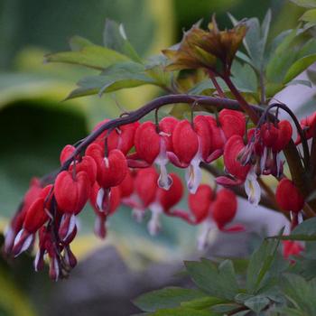 Dicentra spectabilis 'Valentine®'