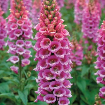 Digitalis purpurea 'Candy Mountain Rose' 