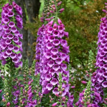 Digitalis 'Dalmatian Purple'