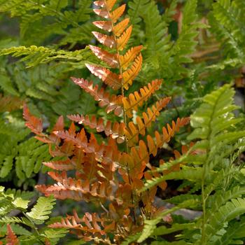 Dryopteris erythrosora 'Brilliance'