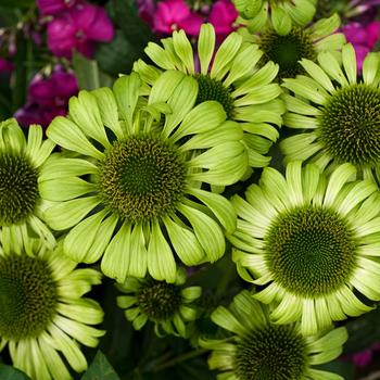 Echinacea purpurea 'Green Jewel' 