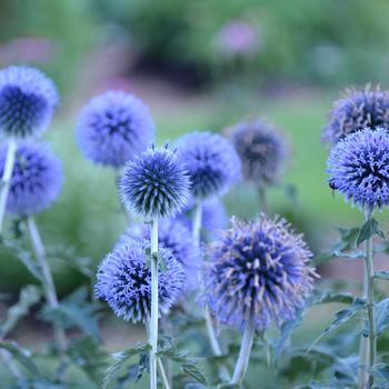 Echinops bannaticus 'Blue Glow'