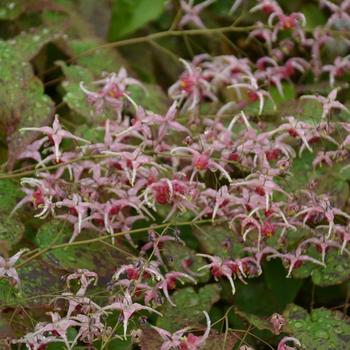 Epimedium 'Pink Champagne' 