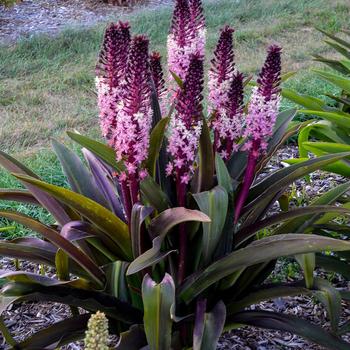 Eucomis 'Safari Adventure' PPAF