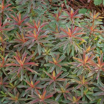 Euphorbia polyanthemus 'Bonfire' PP18585