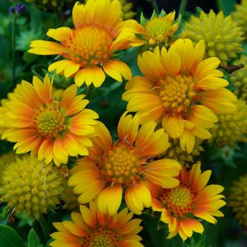 Gaillardia aristata 'Arizona Apricot'