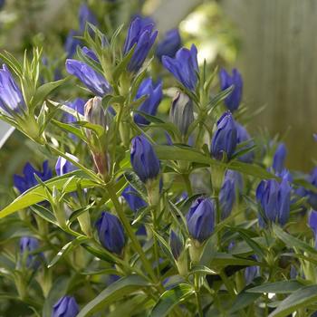 Gentiana 'True Blue' 