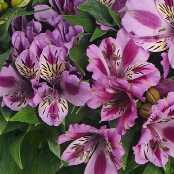 Alstroemeria 'Zaprimu' 