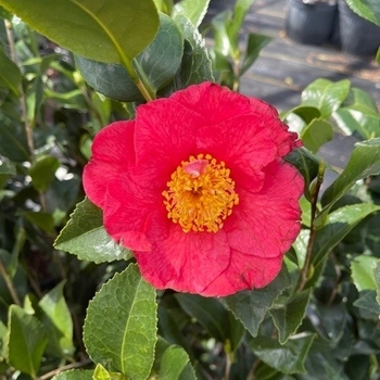 Camellia japonica 'Kramer's Beauty' 