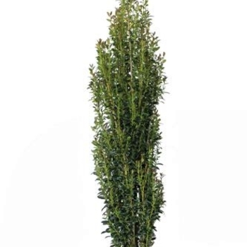 Ilex crenata 'RutHol3' PPAF