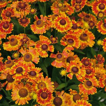 Helenium autumnale 'Fuego' 