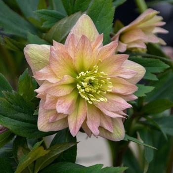 Helleborus Wedding Party® 'Mother of the Bride'