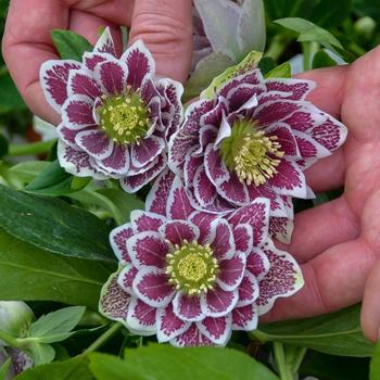 Helleborus 'Shotgun Wedding' 