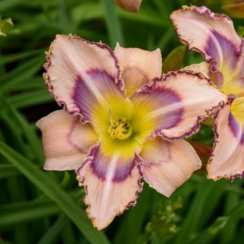 Hemerocallis 'Handwriting on the Wall'