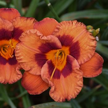 Hemerocallis 'Mighty Chestnut'