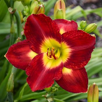 Hemerocallis 'Passion For Red'