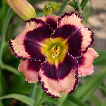 Hemerocallis 'Rock Solid' 