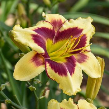 Hemerocallis Rainbow Rhythm® 'Star of the North'