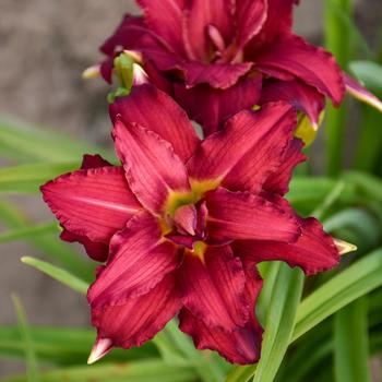 Hemerocallis 'Double Pardon Me'