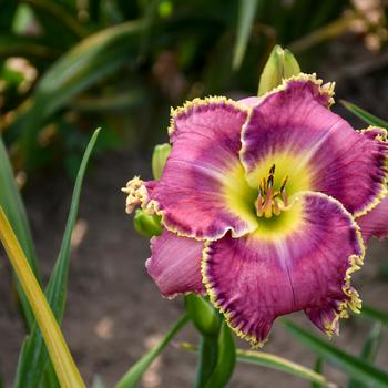 Hemerocallis 'Raspberry Eclipse'