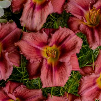 Hemerocallis 'Rosy Returns' 