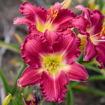 Hemerocallis Happy Ever Appster™ 'Romantic Returns'