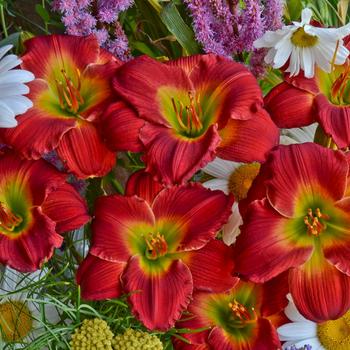 Hemerocallis Happy Ever Appster™ 'Red Hot Returns'