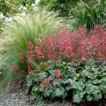 Heuchera 'Paris'