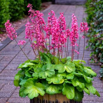 Heuchera 'Timeless Glow' PPAF