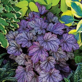 Heuchera Dolce® 'Blackberry Ice'