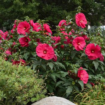 Hibiscus 'Summer in Paradise'