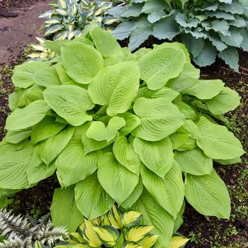 Hosta 'Age of Gold' PPAF