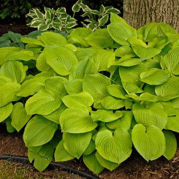 Hosta 'August Moon' 