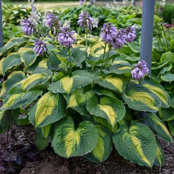 Hosta 'Beyond glory'