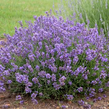 Lavandula angustifolia 'Essence Purple'