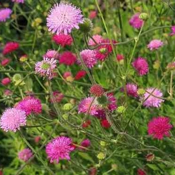 Knautia macedonica 'Melton Pastels' 