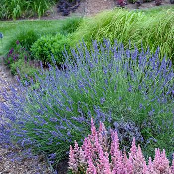 Lavandula x intermedia 'Phenomenal'