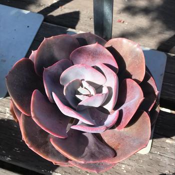 Echeveria 'Dusty Rose' 