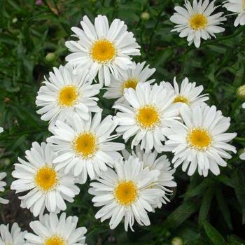 Leucanthemum x superbum 'Highland White Dream'