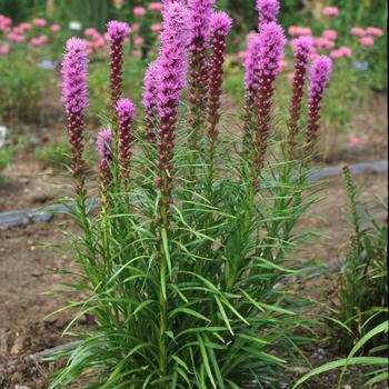 Liatris spicata 'Kobold' 