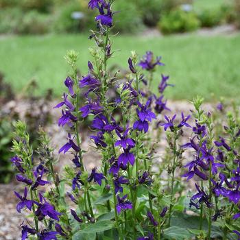 Lobelia x speciosa