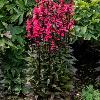 Lobelia x speciosa Starship™ Deep Rose