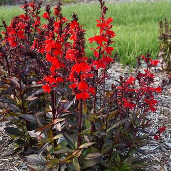 Lobelia x speciosa Starship™ 'Scarlet Bronze Leaf'